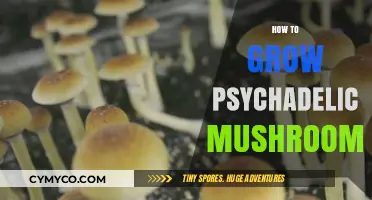 Cultivating Consciousness: A Guide to Growing Psychedelic Mushrooms