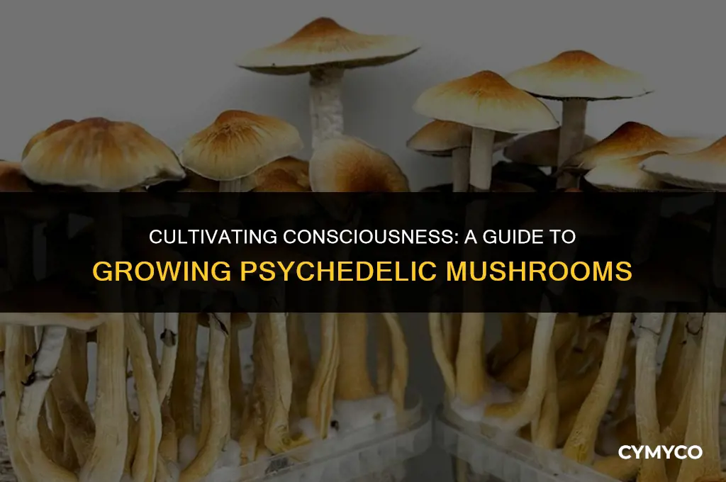 how to grow psychedelic mushroom