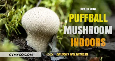 Cultivating Puffball Mushrooms Indoors: A Beginner's Guide