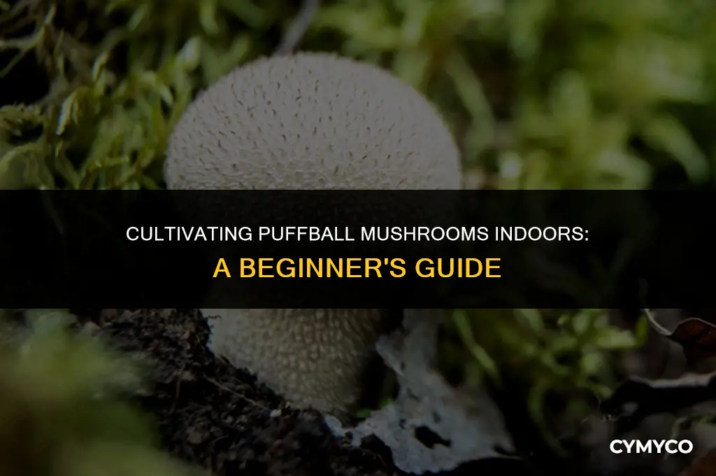 how to grow puffball mushrooms indoors