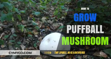 Mastering Puffball Mushroom Cultivation: A Step-by-Step Growing Guide
