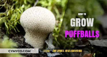 Cultivating Puffballs: A Comprehensive Guide to Growing These Unique Fungi