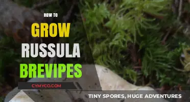 Mastering Russula Brevipes Cultivation: Tips for Growing This Edible Mushroom
