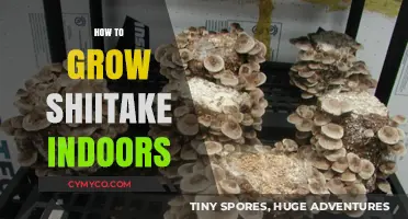 Master Indoor Shiitake Cultivation: Simple Steps for Fresh Mushrooms