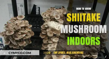 Indoor Shiitake Mushroom Growing: Simple Steps for Fresh Harvests