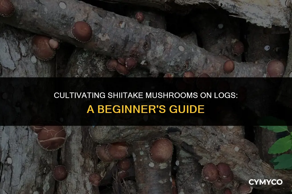 how to grow shiitake mushrooms on logs