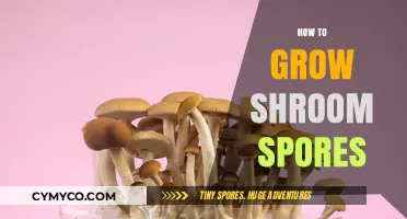 Cultivating Magic: A Beginner's Guide to Growing Shroom Spores