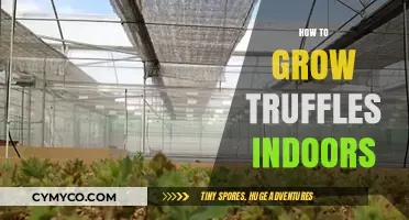 Cultivating Gourmet Truffles: An Indoor Grower's Guide