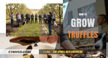 Truffle Cultivation: A Comprehensive Guide to Growing Gourmet Fungi