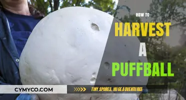 From Forest to Feast: The Complete Guide to Harvesting Puffballs