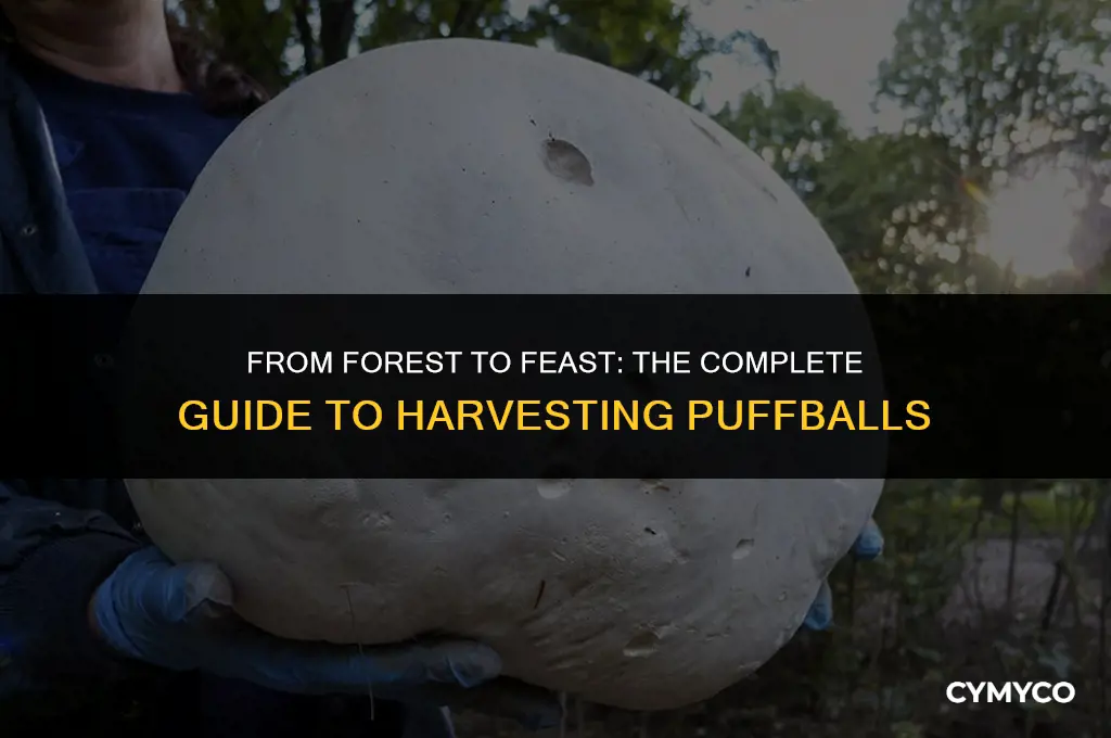 how to harvest a puffball