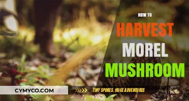 Spring's Bounty: A Guide to Harvesting Morel Mushrooms Safely