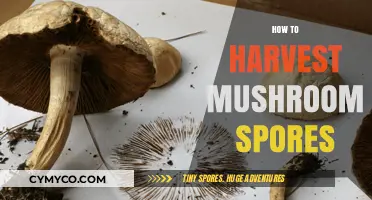 Unlocking the Secrets of Mushroom Spore Harvesting: A Beginner's Guide