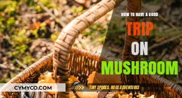 Exploring the Mycelium: A Guide to Mushroom Trips