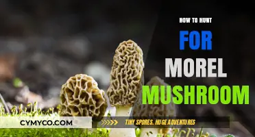 Spring's Hidden Treasure: A Guide to Hunting Morel Mushrooms