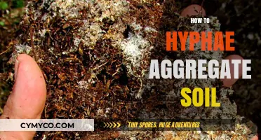 Unlocking Soil Health: The Power of Hyphae Aggregation