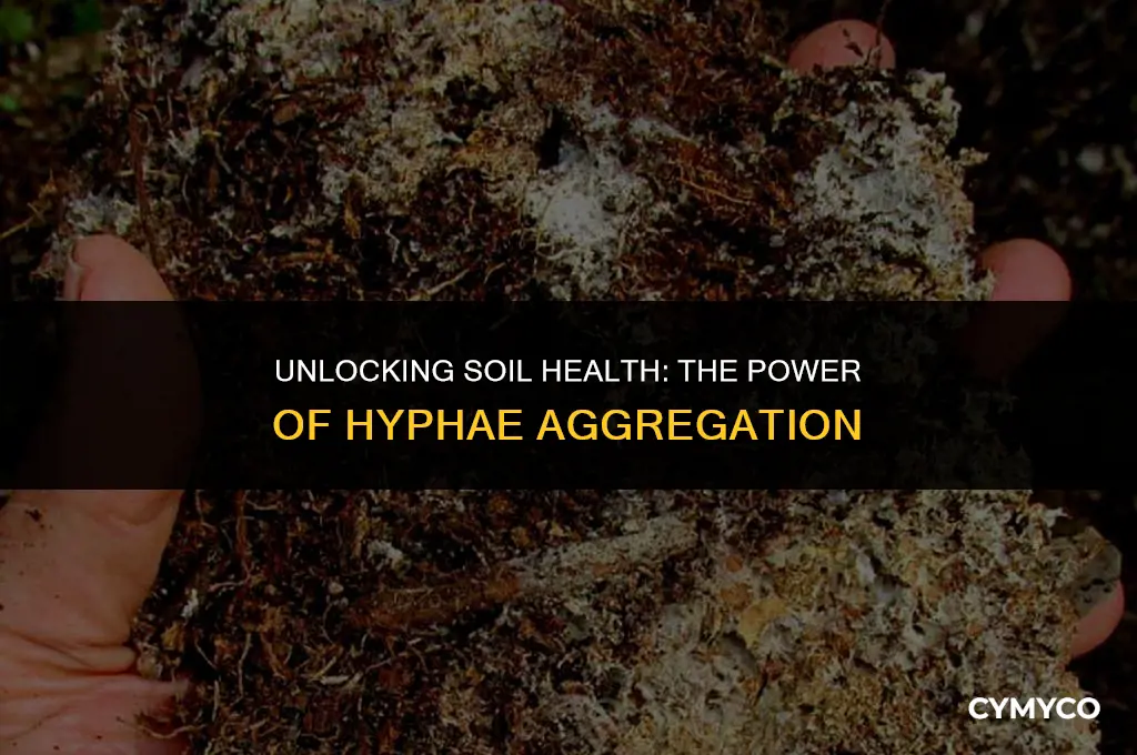 how to hyphae aggregate soil