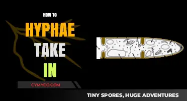 Exploring the Fascinating World of Hyphae: A Guide to Their Growth and Function