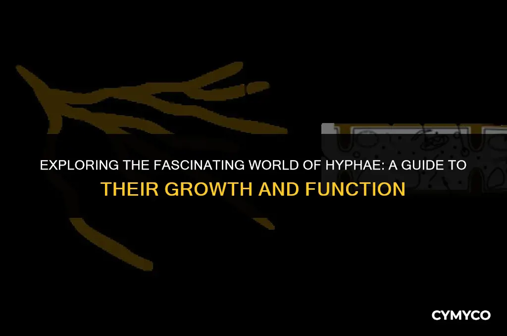 how to hyphae take in