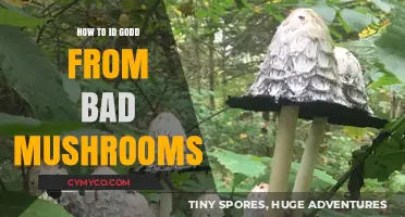 Distinguishing Edible Delights from Poisonous Mushrooms: A Guide