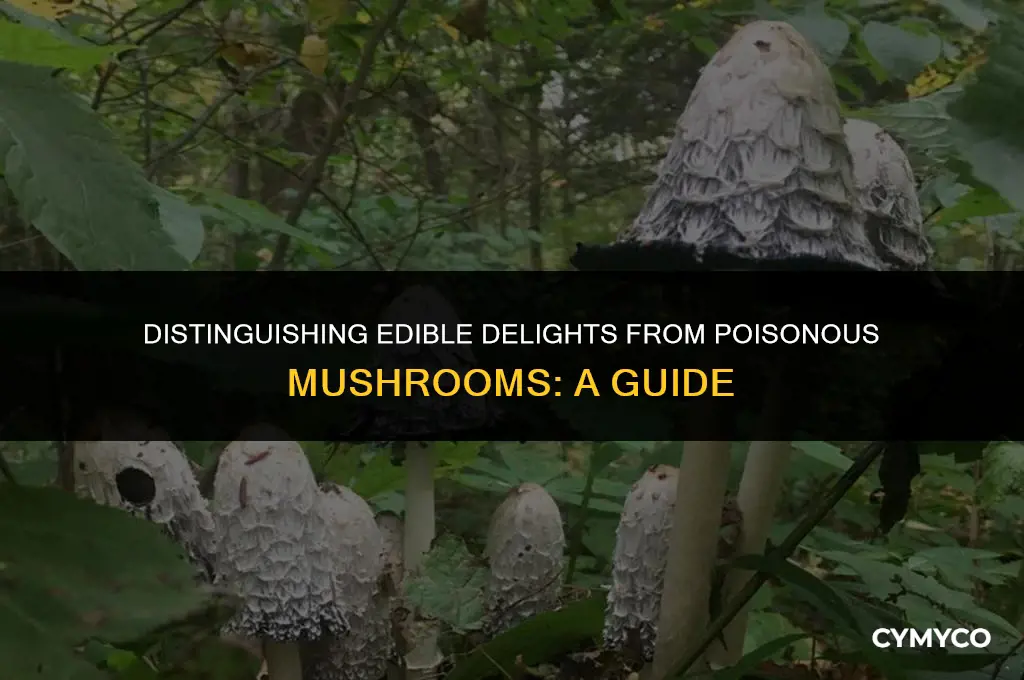 how to id godd from bad mushrooms