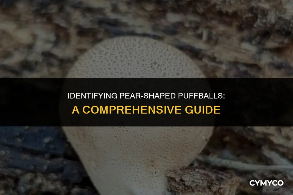 how to id pear shaped puffball