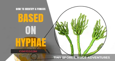 Exploring the Intricate World of Fungal Hyphae: A Guide to Identification
