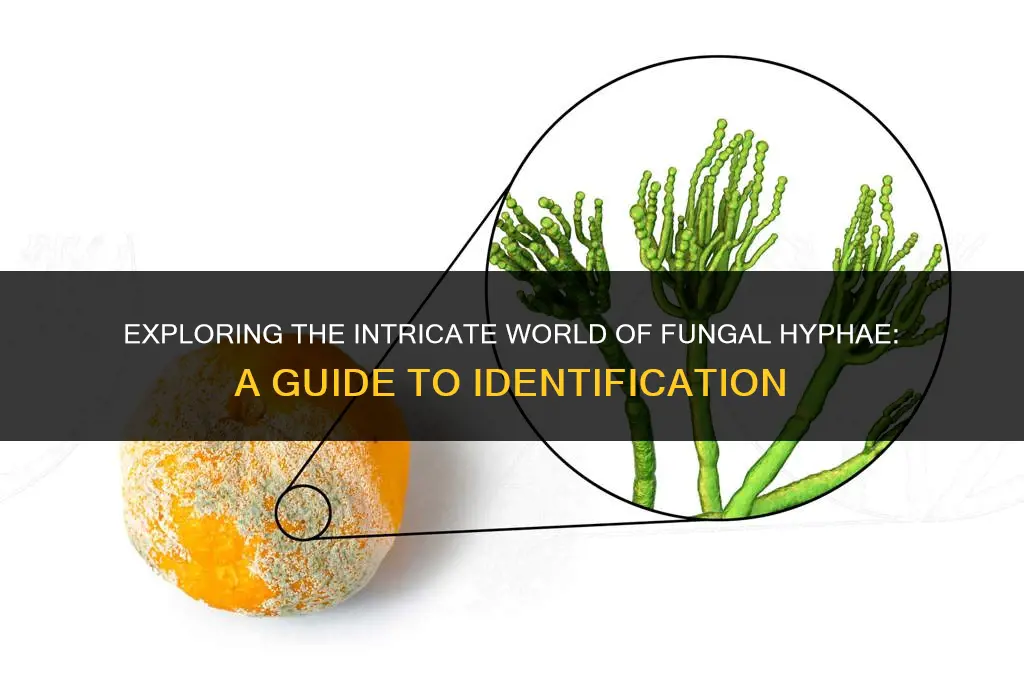 how to identify a fungus based on hyphae