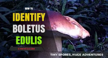 Exploring the Wild: A Guide to Identifying Boletus Edulis Mushrooms