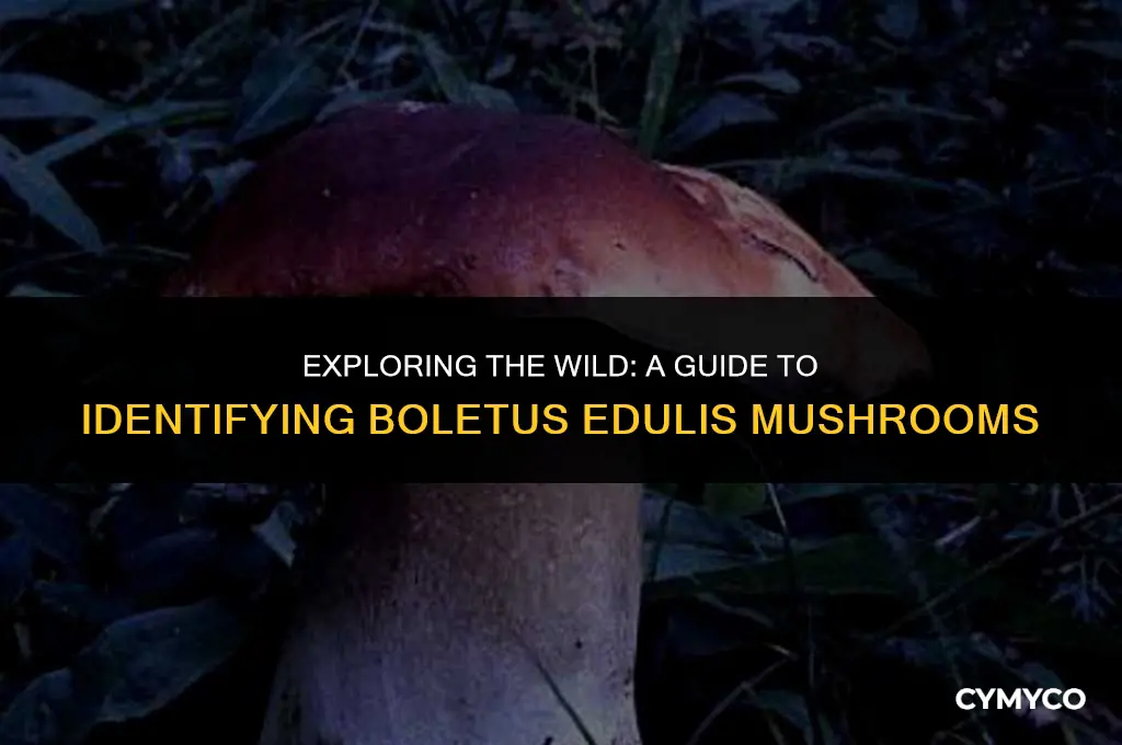 how to identify boletus edulis
