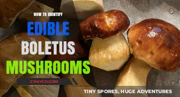Exploring the Wild: A Guide to Identifying Edible Boletus Mushrooms