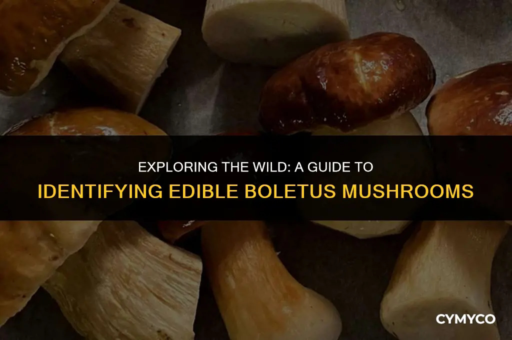 how to identify edible boletus mushrooms