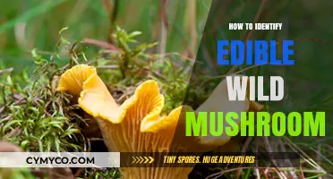 Safely Foraging: A Beginner's Guide to Identifying Edible Wild Mushrooms