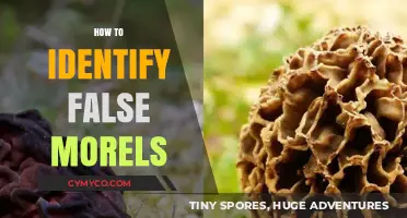 Spotting the Impostors: A Guide to Identifying False Morels