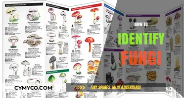 Exploring the Mycological World: A Guide to Identifying Fungi