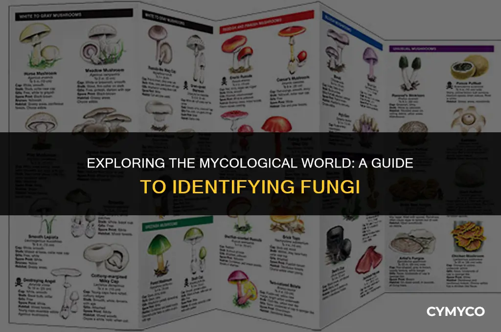how to identify fungi