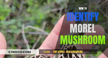 Exploring the Forest Floor: A Guide to Identifying Morel Mushrooms