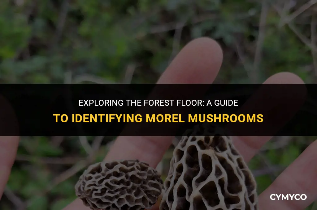 how to identify morel mushrooms