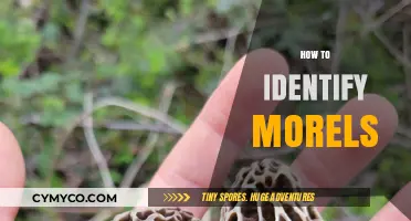 Mastering Morel Identification: Essential Tips for Finding These Elusive Mushrooms