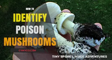 Spotting Deadly Fungi: A Guide to Identifying Poisonous Mushrooms Safely