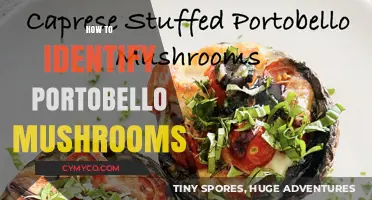 Exploring the Forest Floor: A Guide to Identifying Portobello Mushrooms