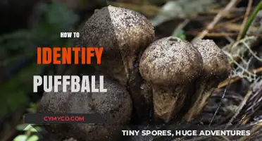 Nature's Bounty: Unveiling the Secrets of Puffball Identification