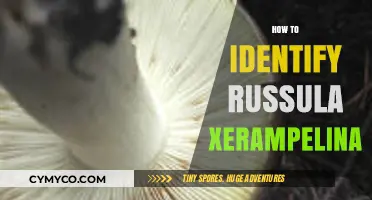 Spotting Russula Xerampelina: Key Traits and Identification Tips