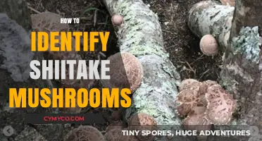 Mastering Shiitake Identification: Key Features and Tips for Spotting Them
