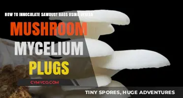 Cultivating Sustainability: Inoculating Sawdust Bags with Oyster Mushroom Mycelium Plugs