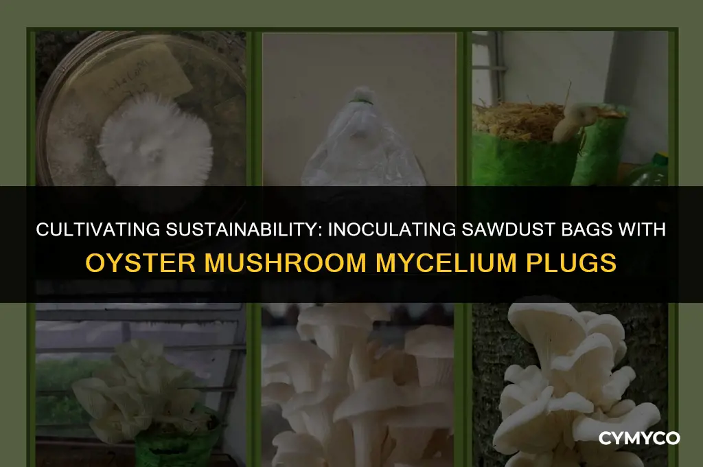 how to innoculate sawdust bags using oyster mushroom mycelium plugs