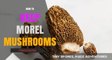 Preserving Morel Mushrooms: Tips for Long-Term Storage and Freshness