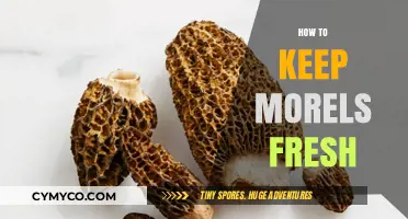 Savoring Spring's Bounty: Expert Tips on Preserving Morels' Freshness