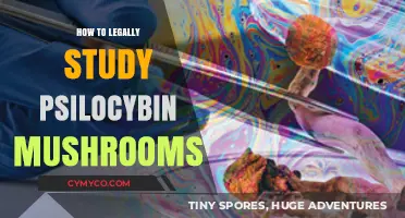 Exploring Psilocybin Research: A Guide to Legal Study Practices