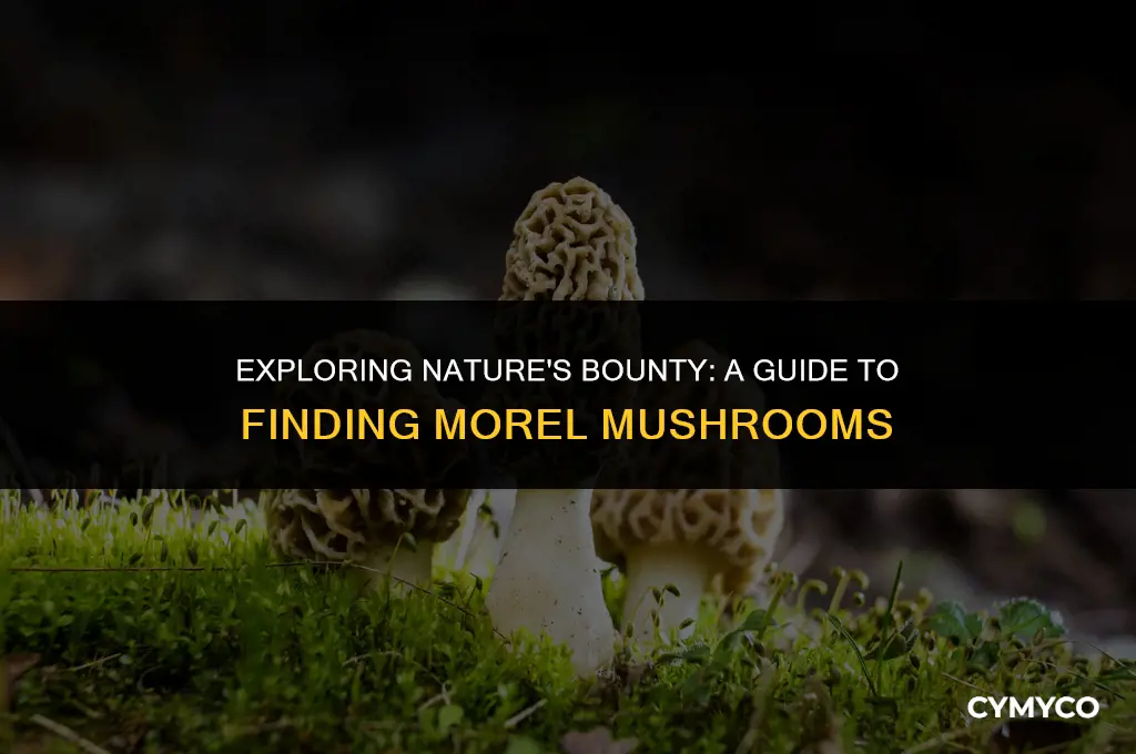 how to look for morel mushrooms